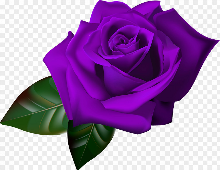 Lilac Rose Gardening Flower Clip Art PNG