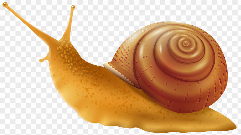 Snails Snail Gastropod Shell Drawing Clip Art PNG
