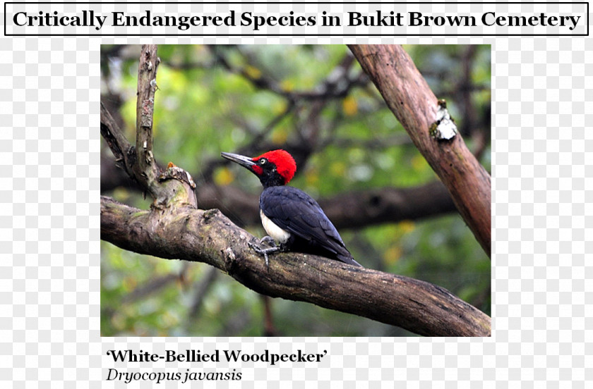 Bird White-bellied Woodpecker Toucan Critically Endangered Red Data Book Of The Russian Federation PNG