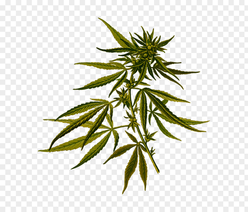Cannabis Sativa Marijuana Ruderalis Hemp PNG
