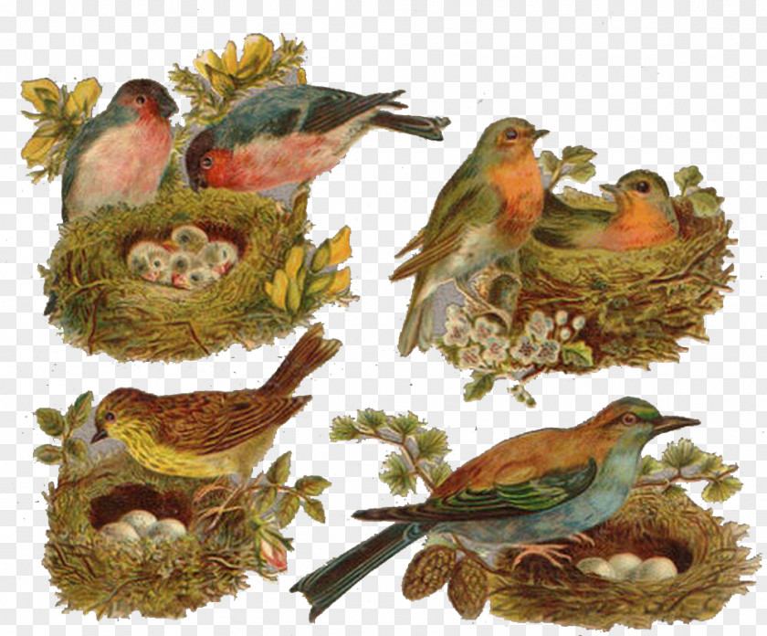 Cuckoo Birds Bird Clip Art PNG