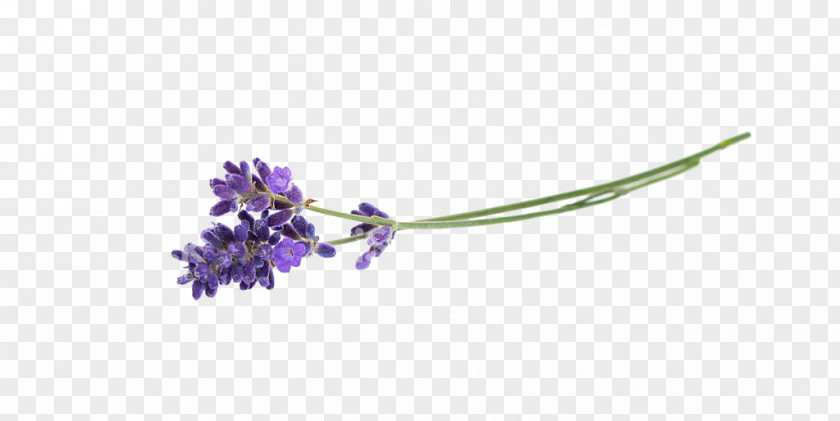 Flower Lavender Herb PNG