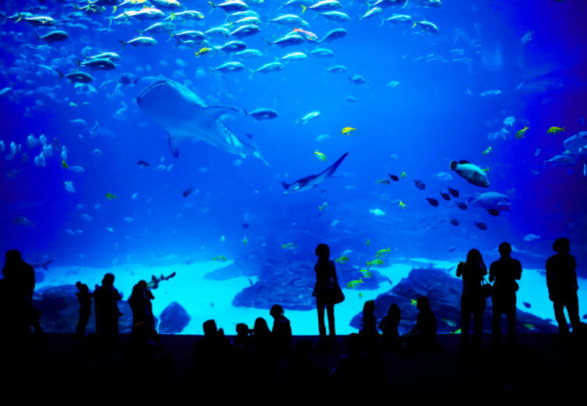 Aquarium Universal Studios Singapore Marine Life Park Underwater World, S.E.A. Public PNG