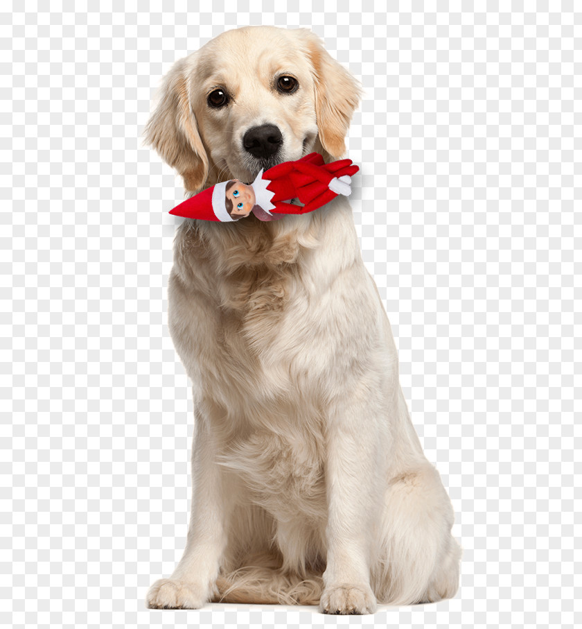 Dog Comes To Pay New Year's Call! Labrador Retriever Pet How Your Thinks Breed PNG