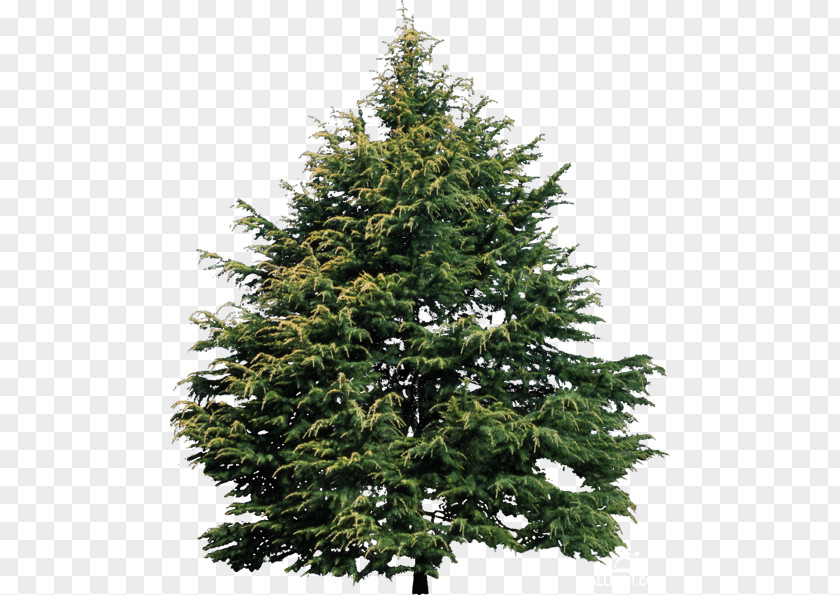Tree Shrub Conifers Plants Evergreen PNG