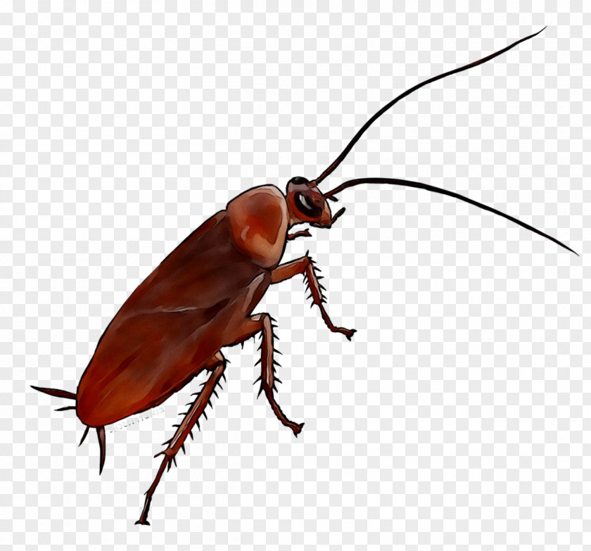 German Cockroach Anti Cafard Emeraude Ventilation Insect PNG