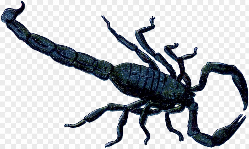 Scorpion Weevil Terrestrial Animal PNG