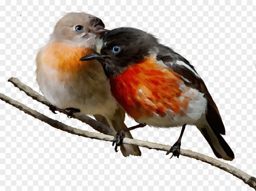 Birds Finches European Robin American Old World Flycatchers PNG