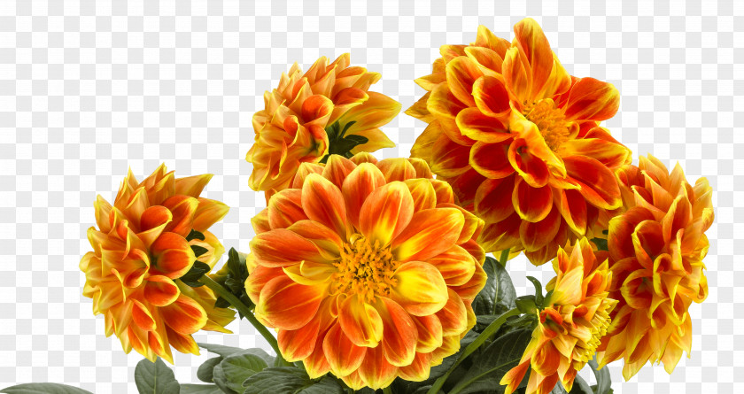 Chrysanthemum Cottage Garden Floristry Cut Flowers PNG