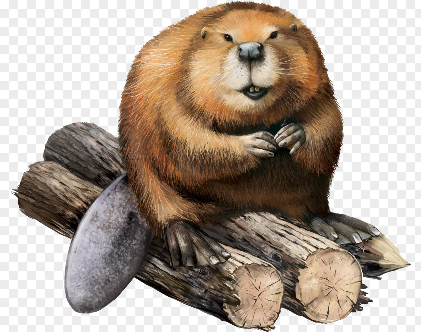 Eurasian Beaver Photography Drawing PNG