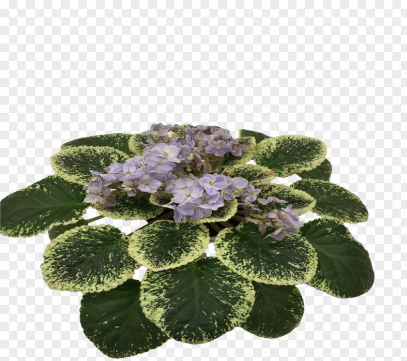 African Violets Herbaceous Plant PNG