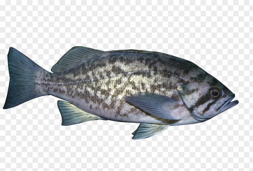 Black Spotted Fish Tilapia Products Seafood PNG