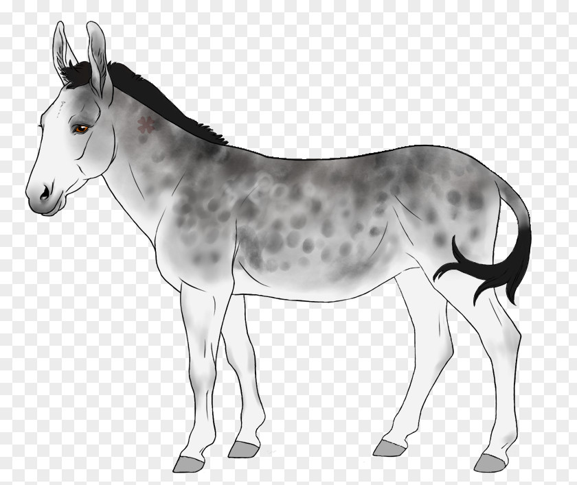 Donkey Mule Foal Mare Colt PNG
