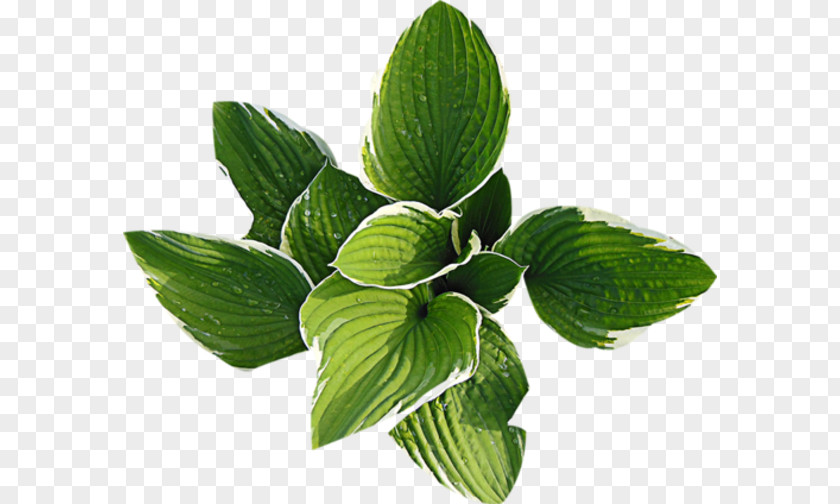 Leaf Plant Clip Art PNG