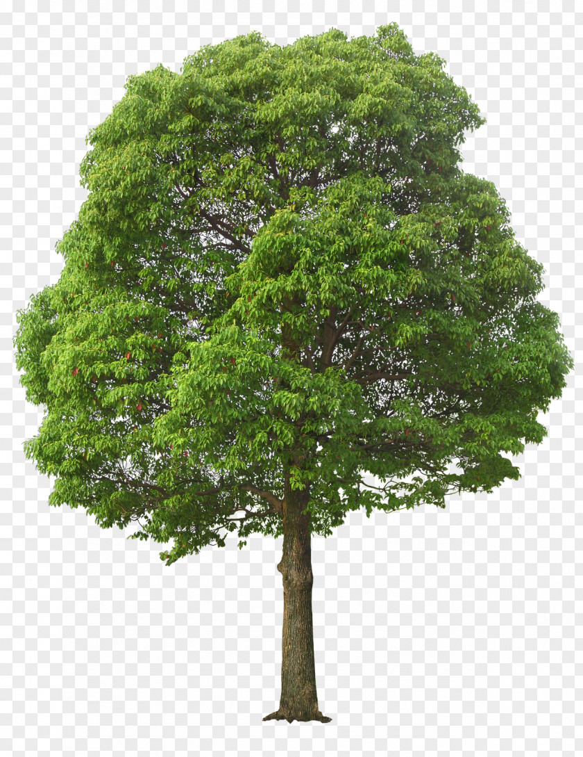 Stoke Photo Canned With High Quality Tree Clip Art PNG