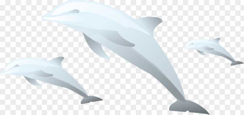 Vector Cute Dolphin Common Bottlenose Tucuxi PNG