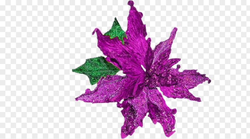 Violet Liturgical Colours Christmas Advent Wreath PNG