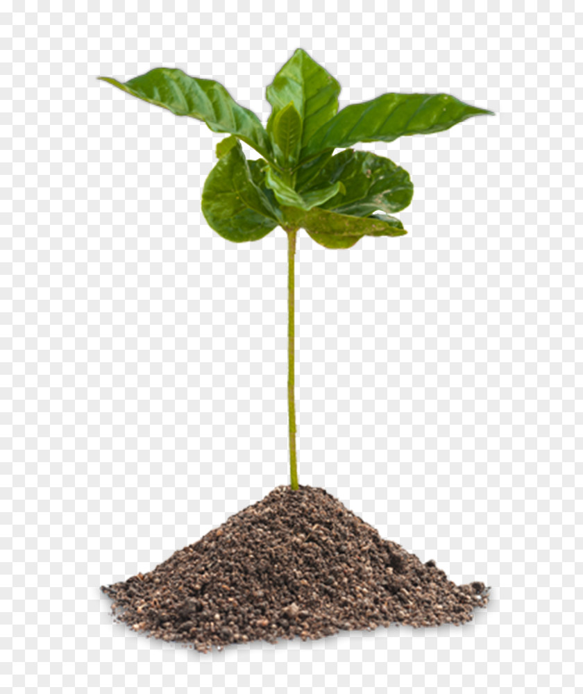 Coffee Plant Arabic Stock Photography Cafe Arabica PNG