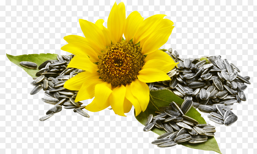 Flower Sunflower Seed Common Food Nuts PNG