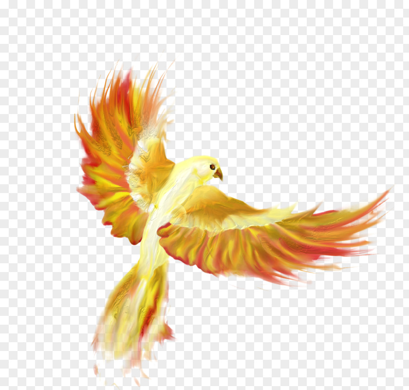 Animals Birds Firebird Drawing Phoenix Desktop Wallpaper PNG