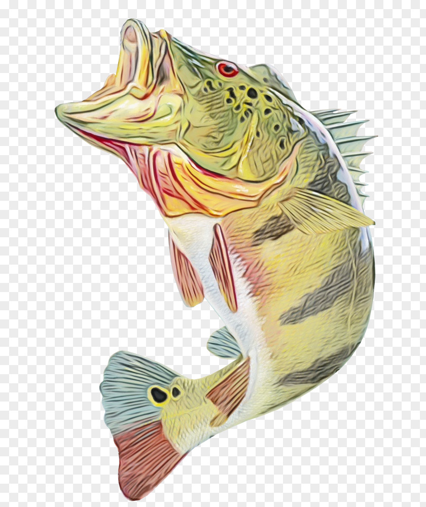 Bonyfish Northern Largemouth Bass Fish Cichla PNG