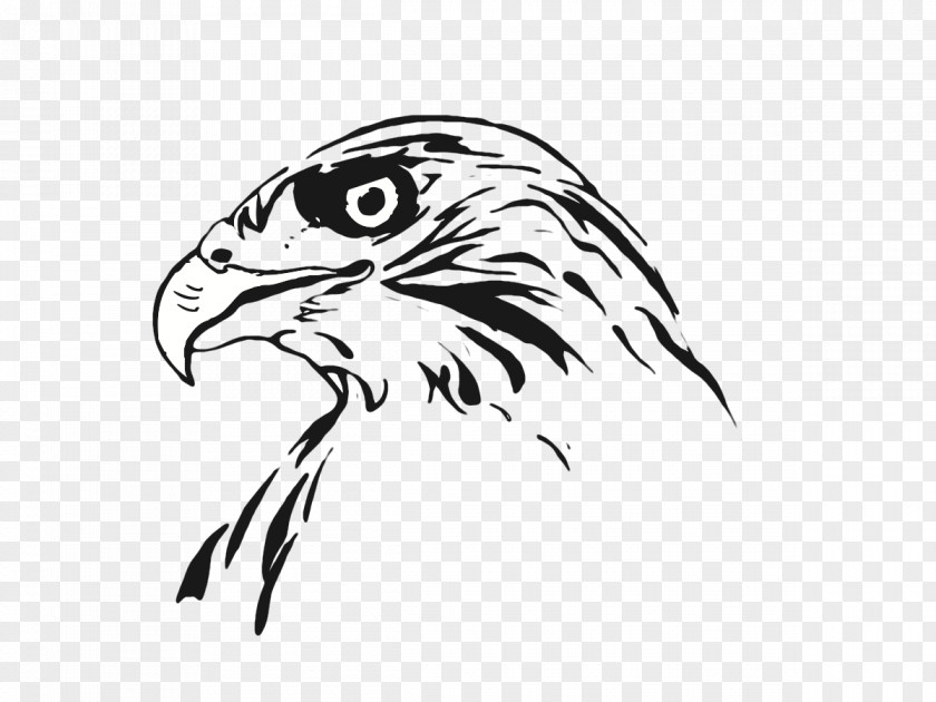 Hawk Drawing Bird Line Art PNG