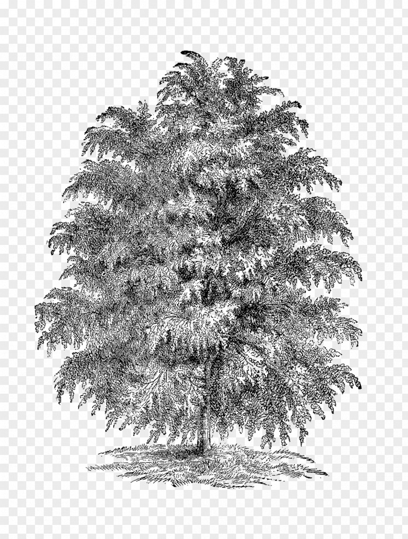 Tree Spruce Fir Larch Clip Art PNG
