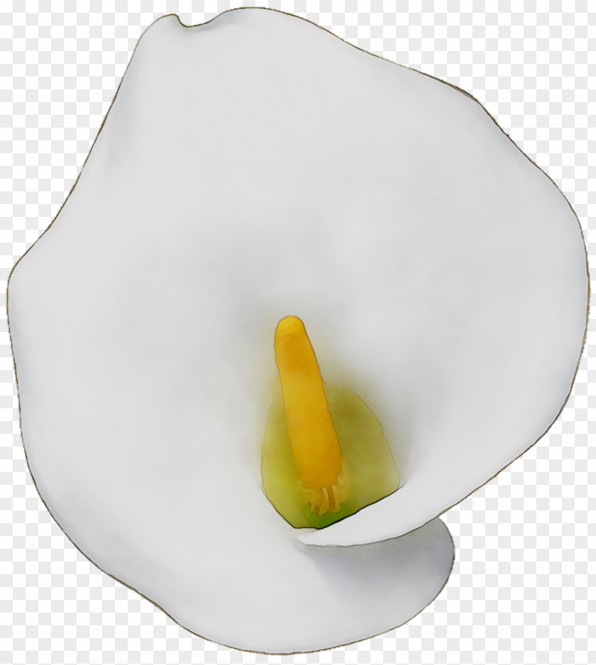 Yellow Arum Lilies PNG