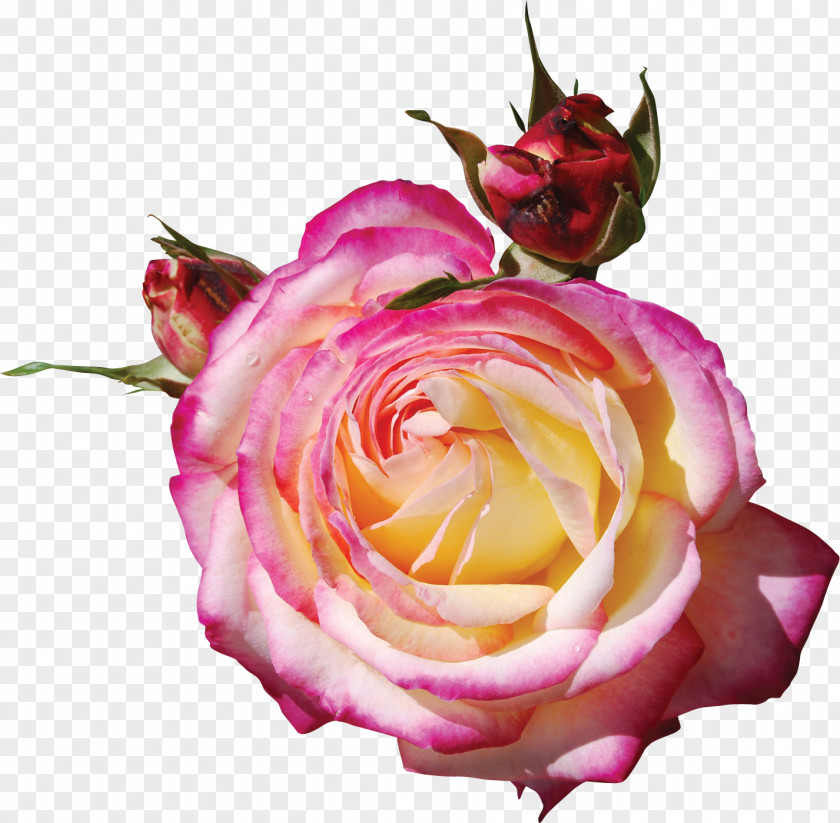 Flower Label Tag Flowers Garden Roses Pink Clip Art PNG
