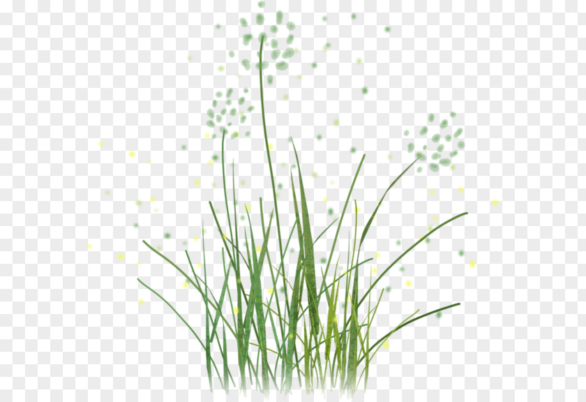 Herbe Sweet Grass Vetiver Clip Art PNG
