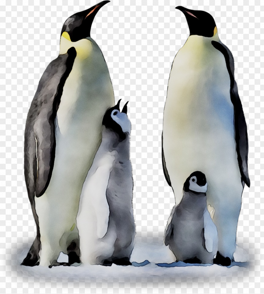 King Penguin Fauna Beak PNG
