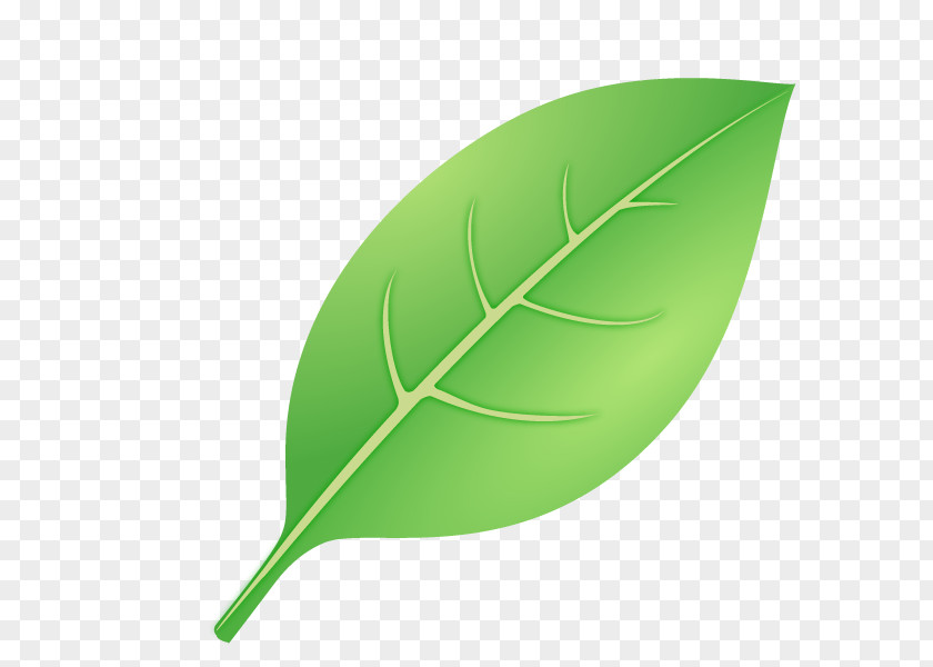 Leaf Illustration Illustrator Product Design PNG