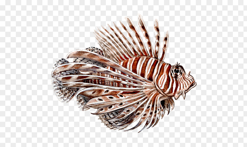 Lion Fish Red Lionfish Spotfin PNG