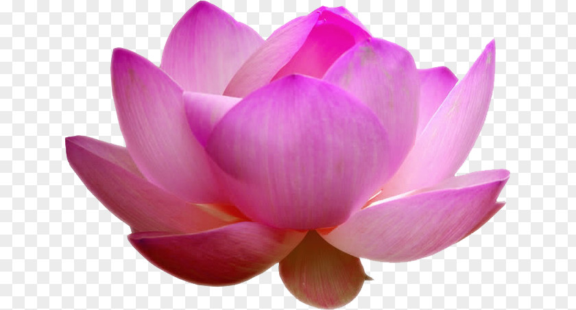 Lotus Draw Nelumbo Nucifera Sandalwood Kannauj Pink Ittar PNG