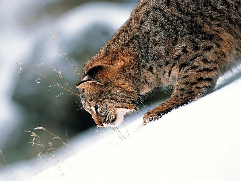 Lynx Eurasian Canada Bobcat Felidae PNG