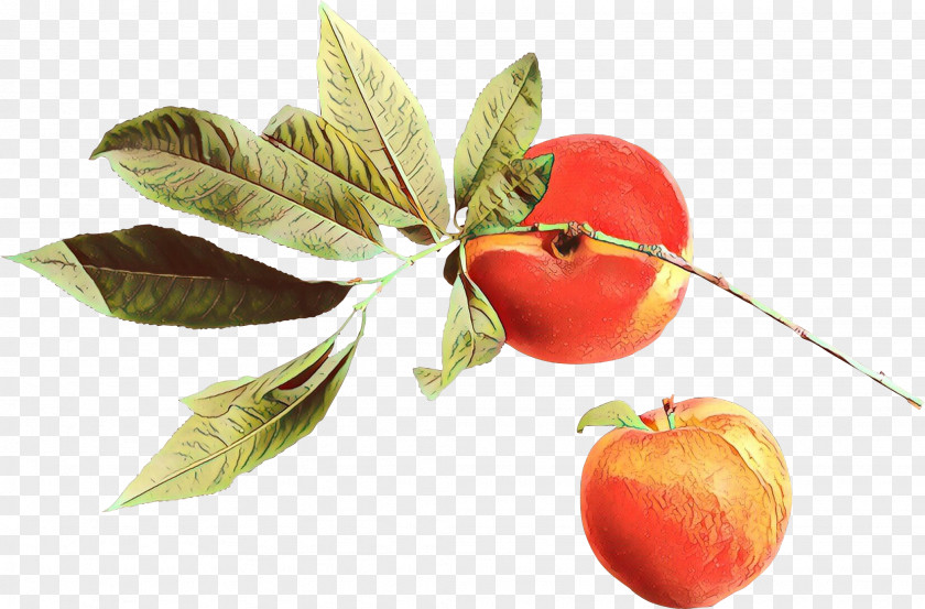 Acerola Family Superfruit Tree Background PNG