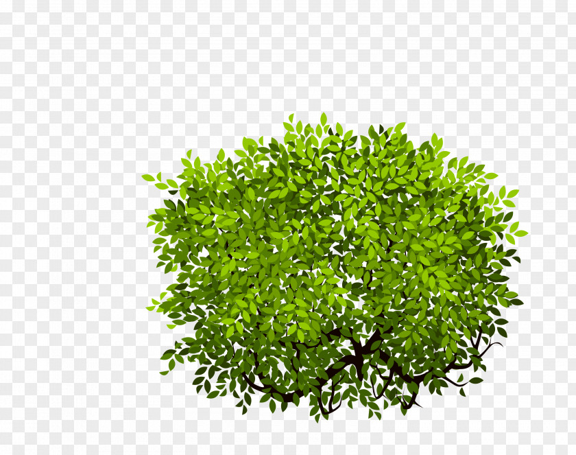 Bush Shrub Tree PNG