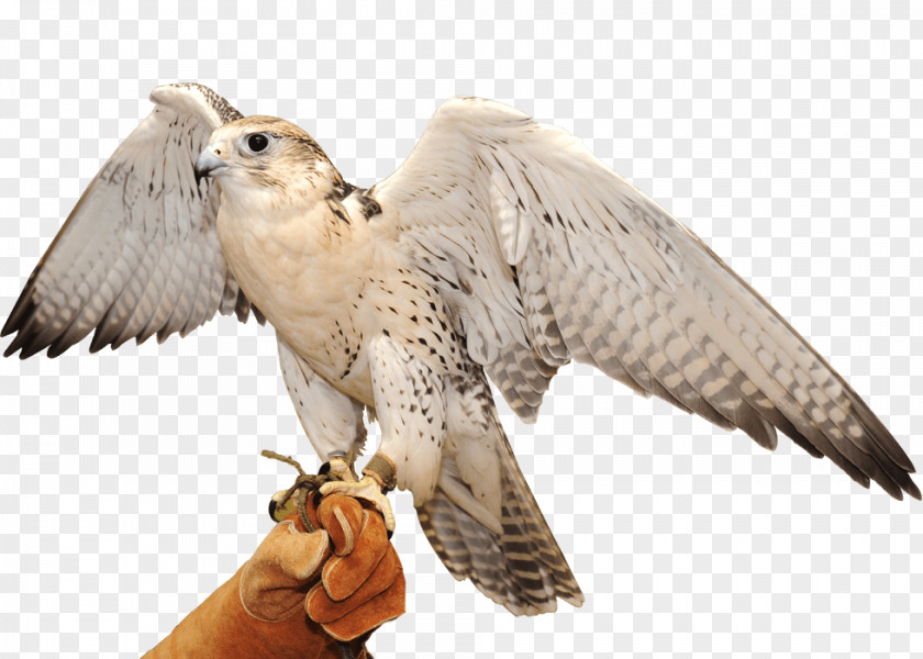 Falcon Abu Dhabi Hospital Hawk Image PNG