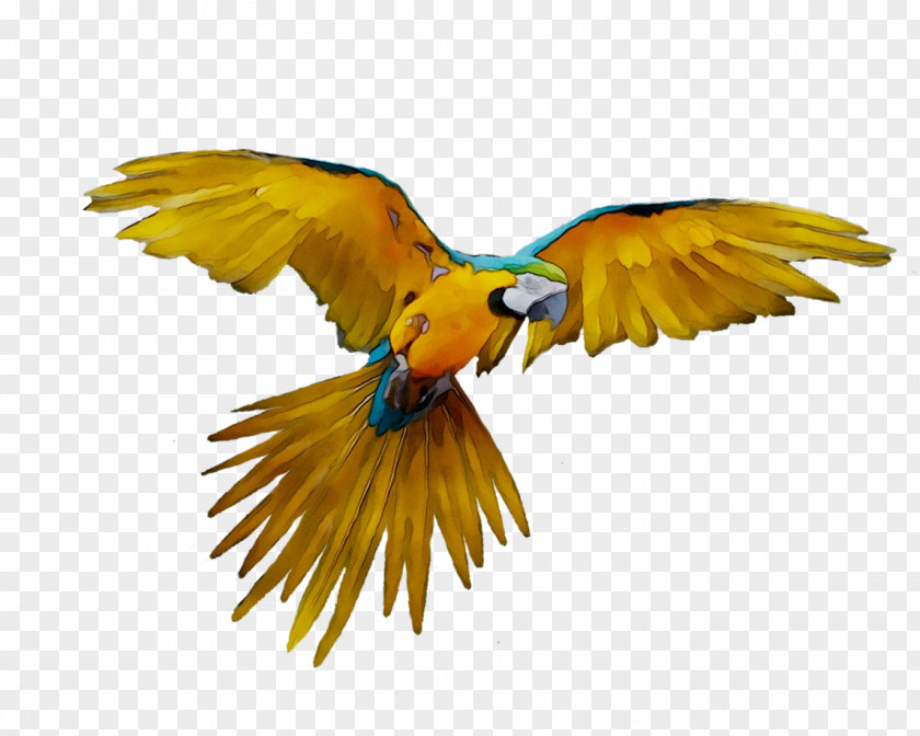 Fly: Parrot Bird Budgerigar Scarlet Macaw PNG