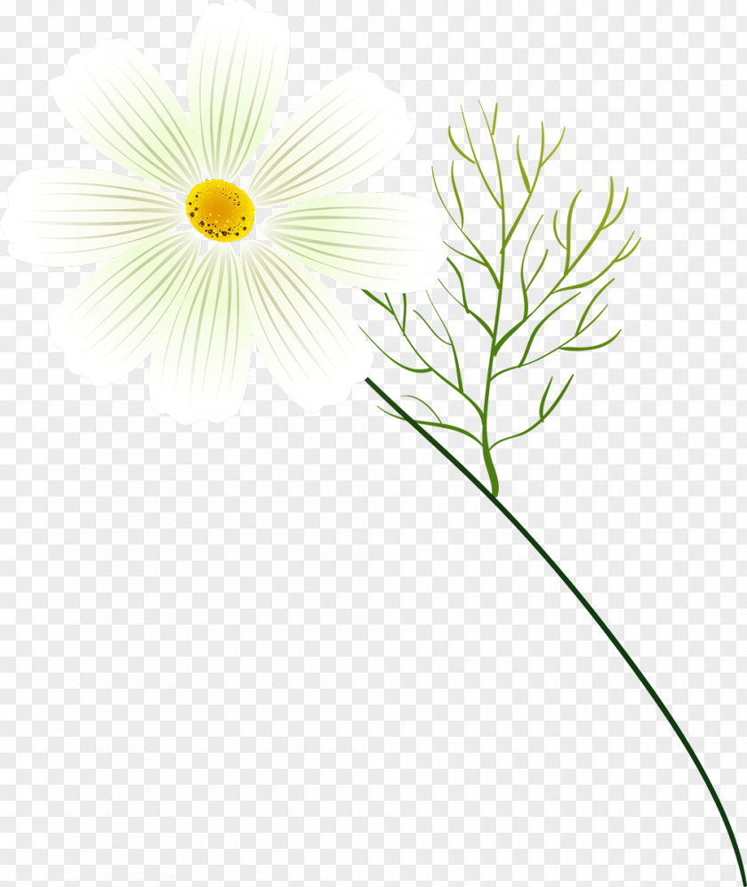 Oxeye Daisy Petal Dandelion Leaf Plant Stem PNG