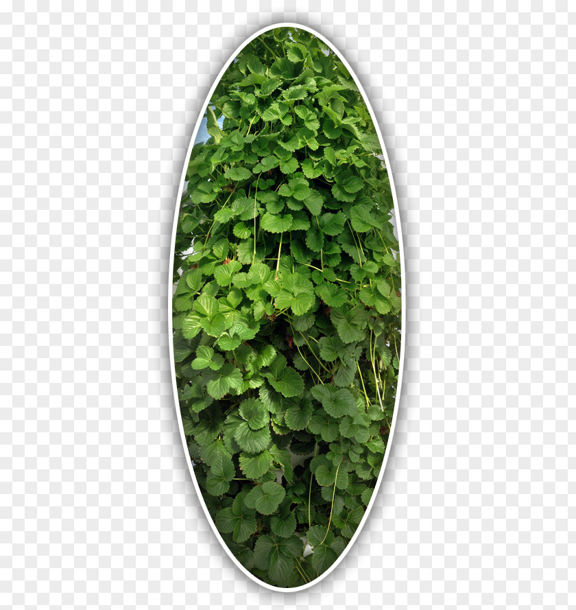 Oval Shadow Leaf Herb Groundcover PNG