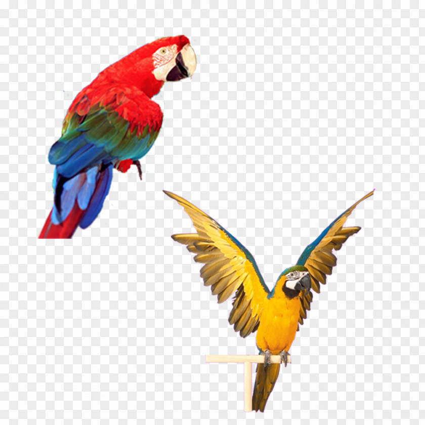 Second Paragraph Parrot Material Download Bird Computer File PNG