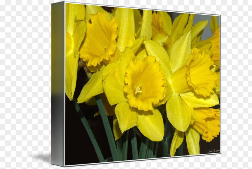 Tulip Narcissus Picture Frames Petal Image PNG