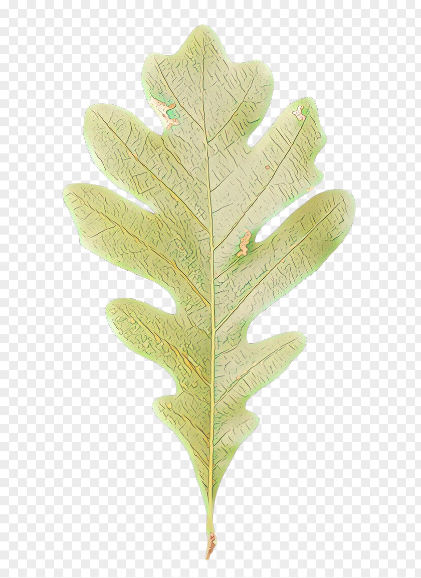 Vascular Plant Flower Oak Tree Leaf PNG