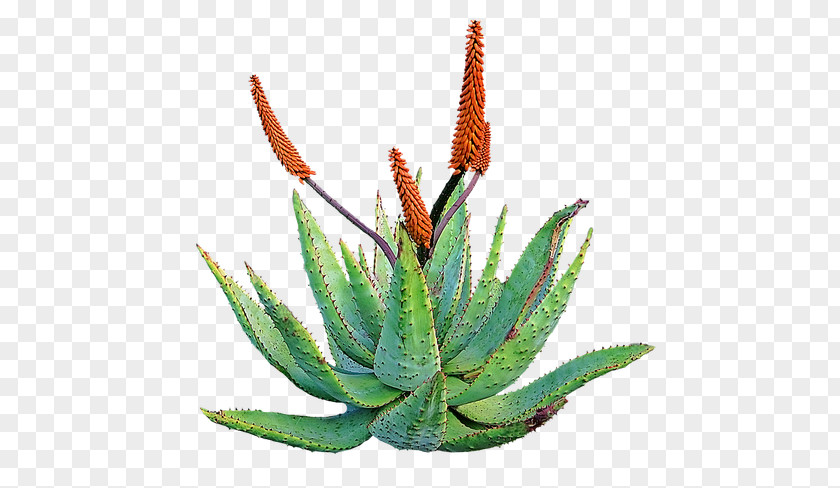 Alo Vera Aloe Plant Skin Health Home Remedy PNG