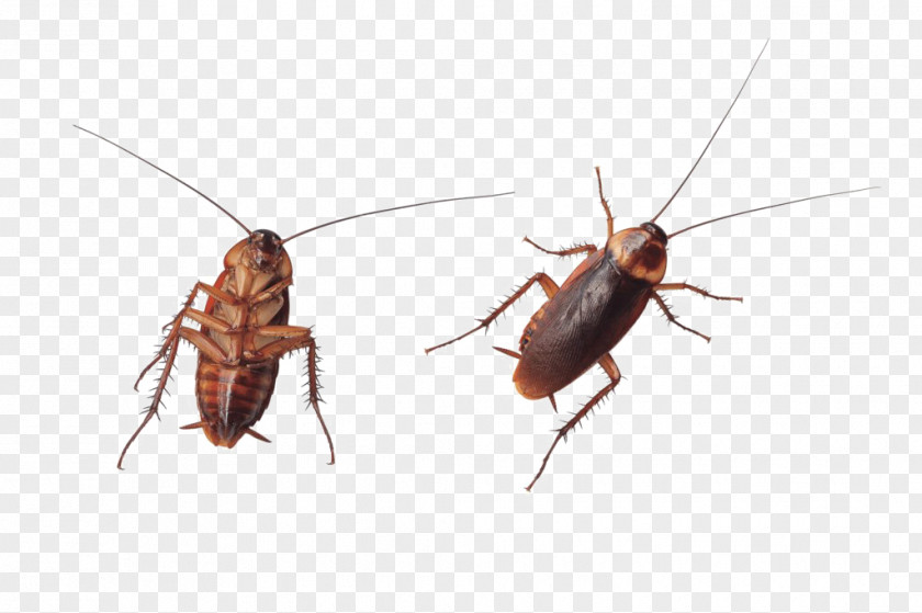 Cockroach Stock Photography Royalty-free Image PNG