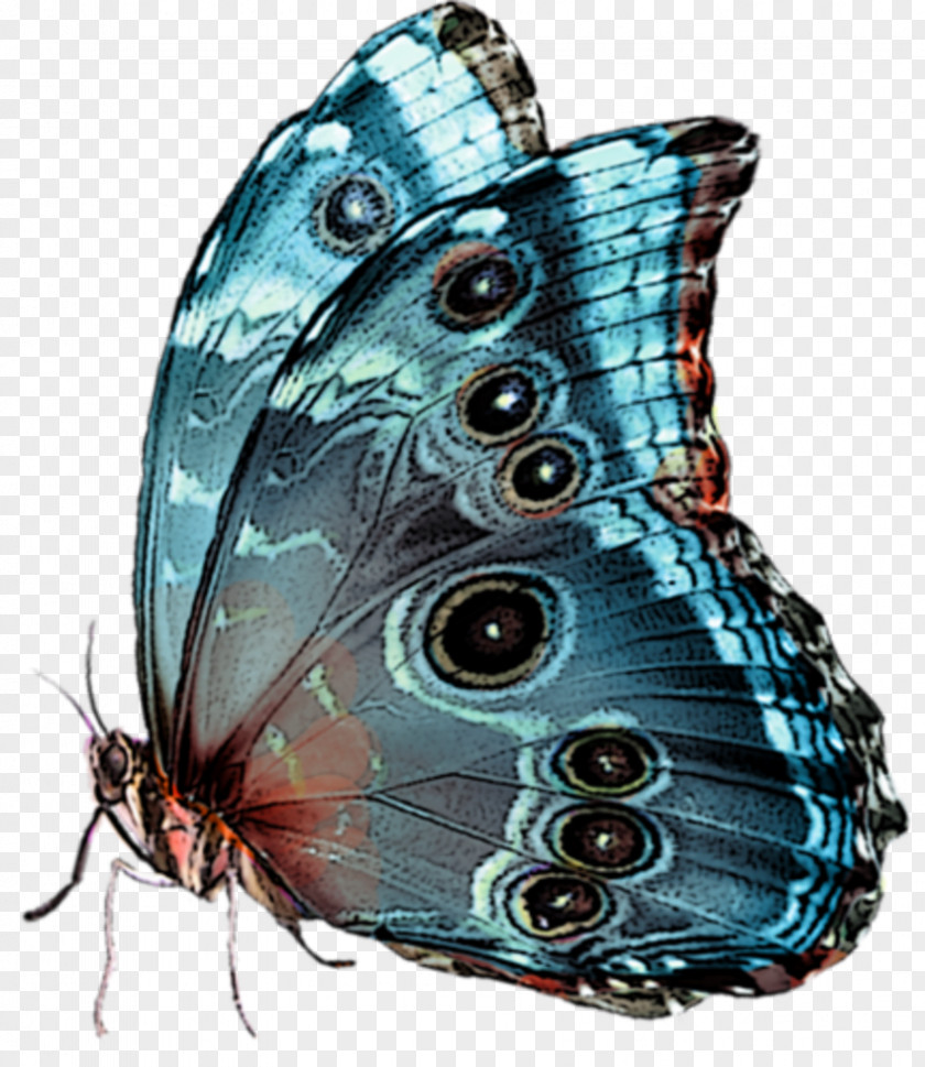 Insect Papillon Dog Image Beautiful Butterflies PNG