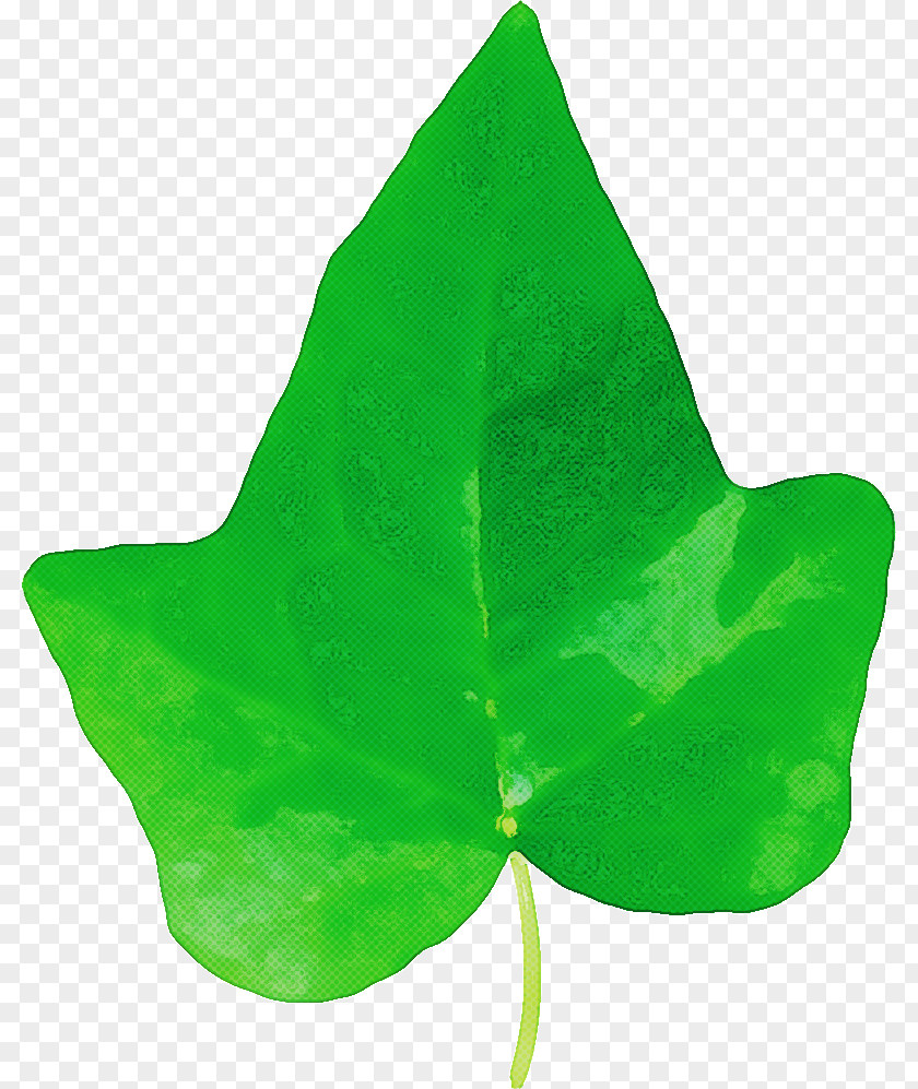 Leaf Green Plant Structure Plants Science PNG