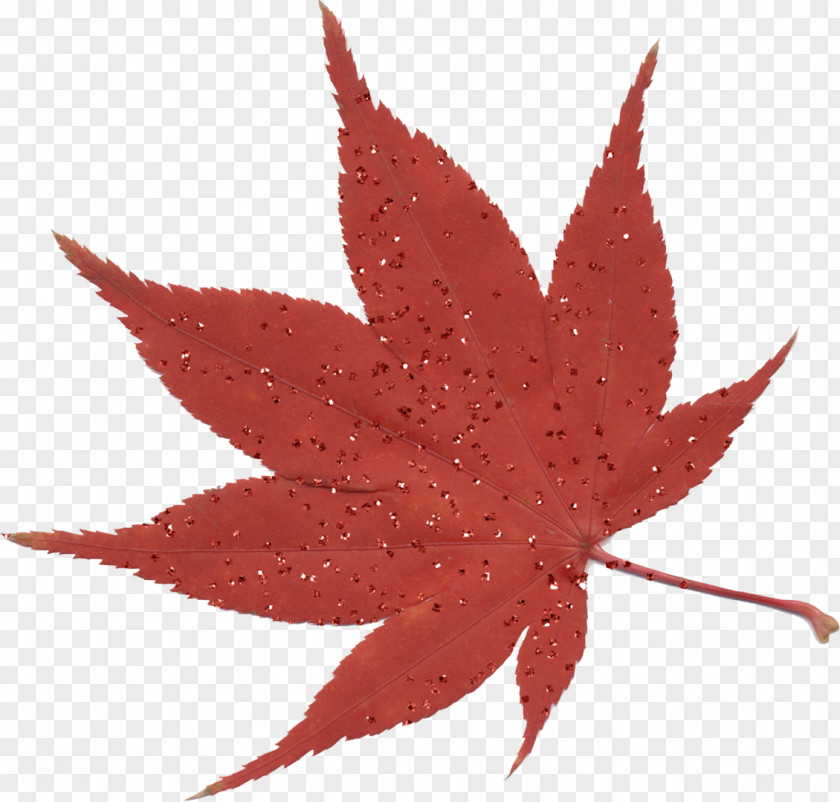Leaf Maple Japanese PNG