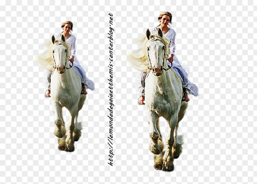 Cheval Horse Animal Woman PNG